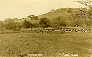 Tredear Park - deer